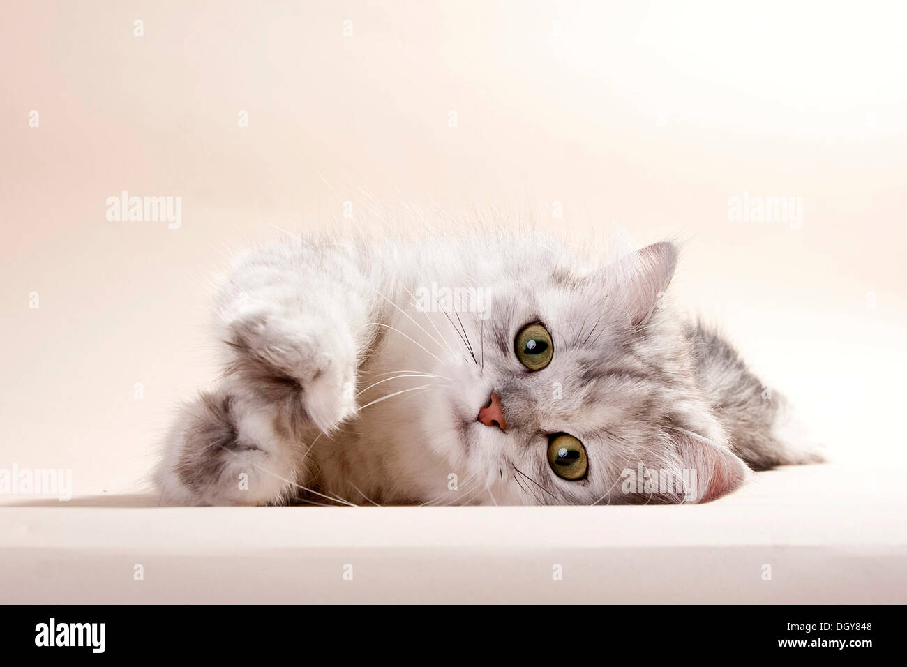 Silver-shaded British longhair cat lying on its side, streching Stock Photo