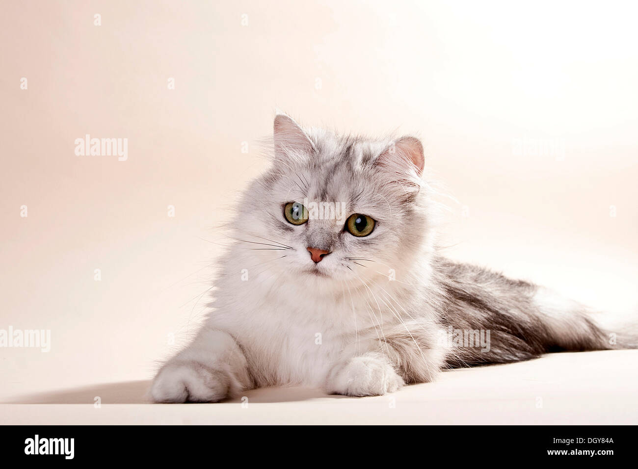 Silver-shaded British longhair cat lying on the floor Stock Photo