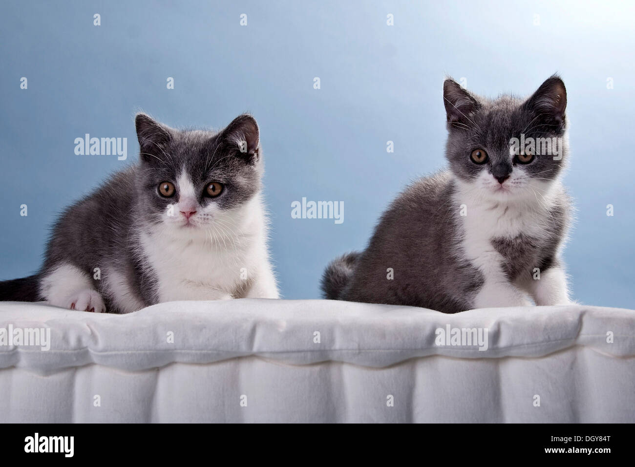 Two Blue And White British Shorthair Kittens Stock Photo 62064712