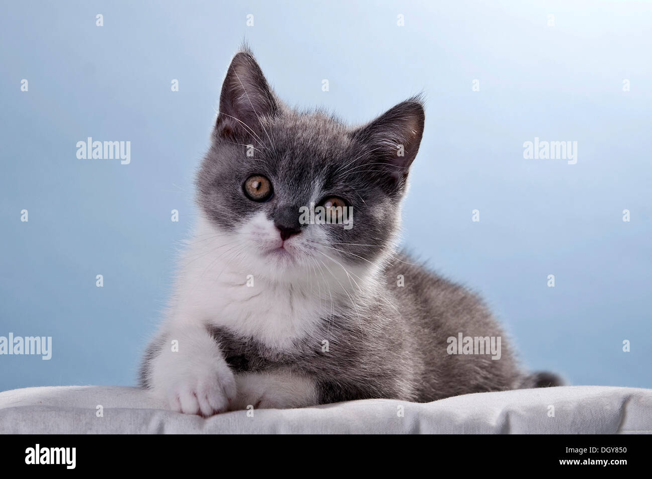 Lying Blue And White British Shorthair Kitten Stock Photo