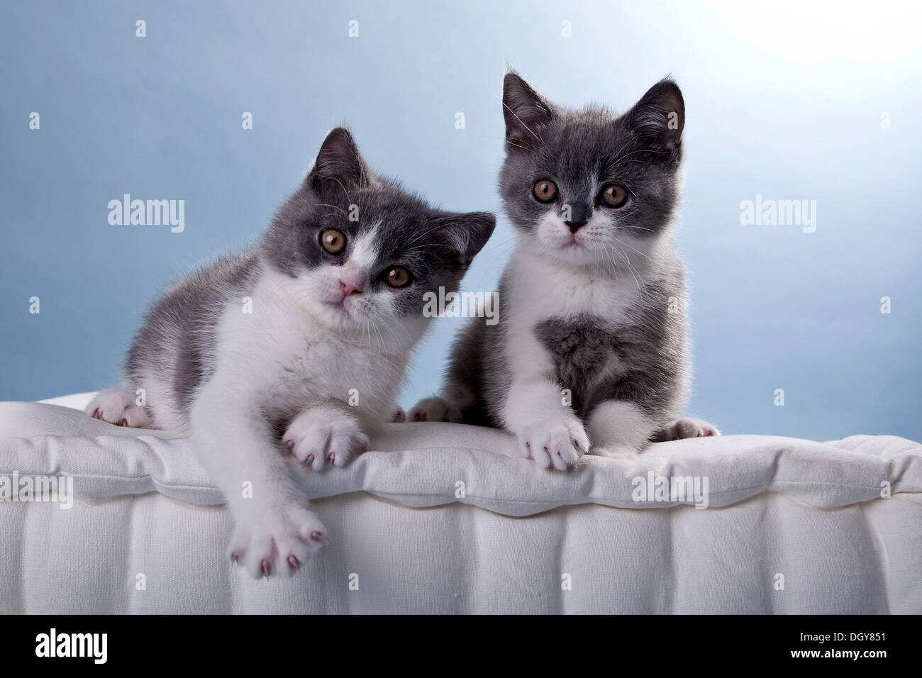 Two Blue And White British Shorthair Kittens Stock Photo 62064717