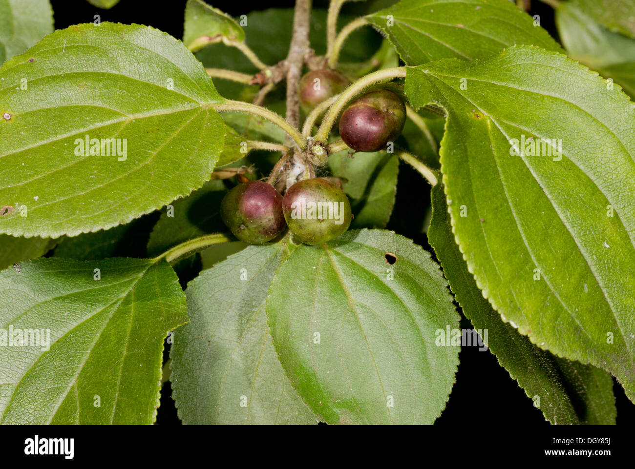 Buckthorn / Purging Buckthorn, Rhamnus cathartica in fruit. Chalk downland. Stock Photo