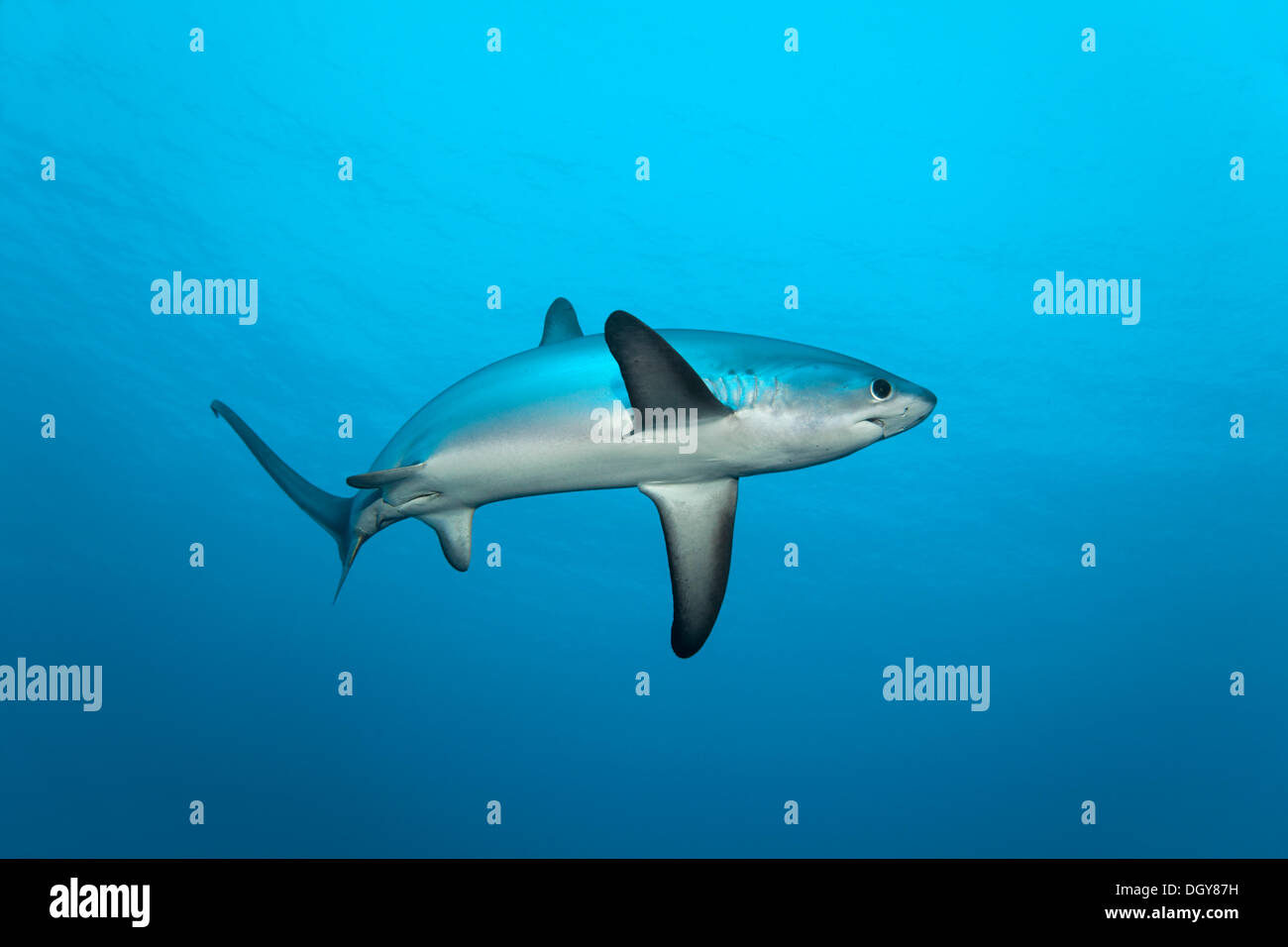 Common Thresher Shark (Alopias vulpinus), floating, Big Brother Islands, Egypt Stock Photo