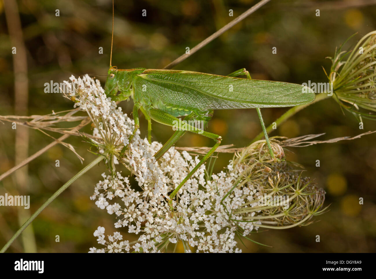 Female Great Green Bushcricket, Tettigonia viridissima, laying eggs
