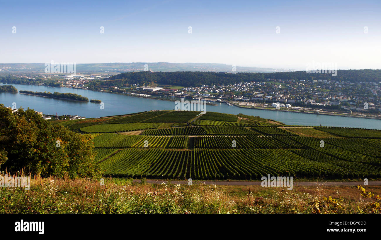 View from the Niederwalddenkmal monument, Ruedesheim, over vineyards and the Rhine to Bingen, Rhine, Rhineland-Palatinate Stock Photo