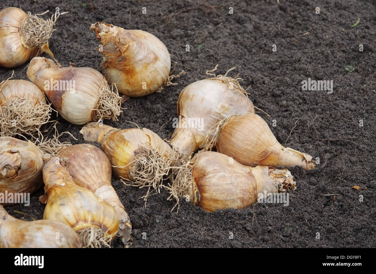 Zwiebel Stock Photos Zwiebel Stock Images Alamy