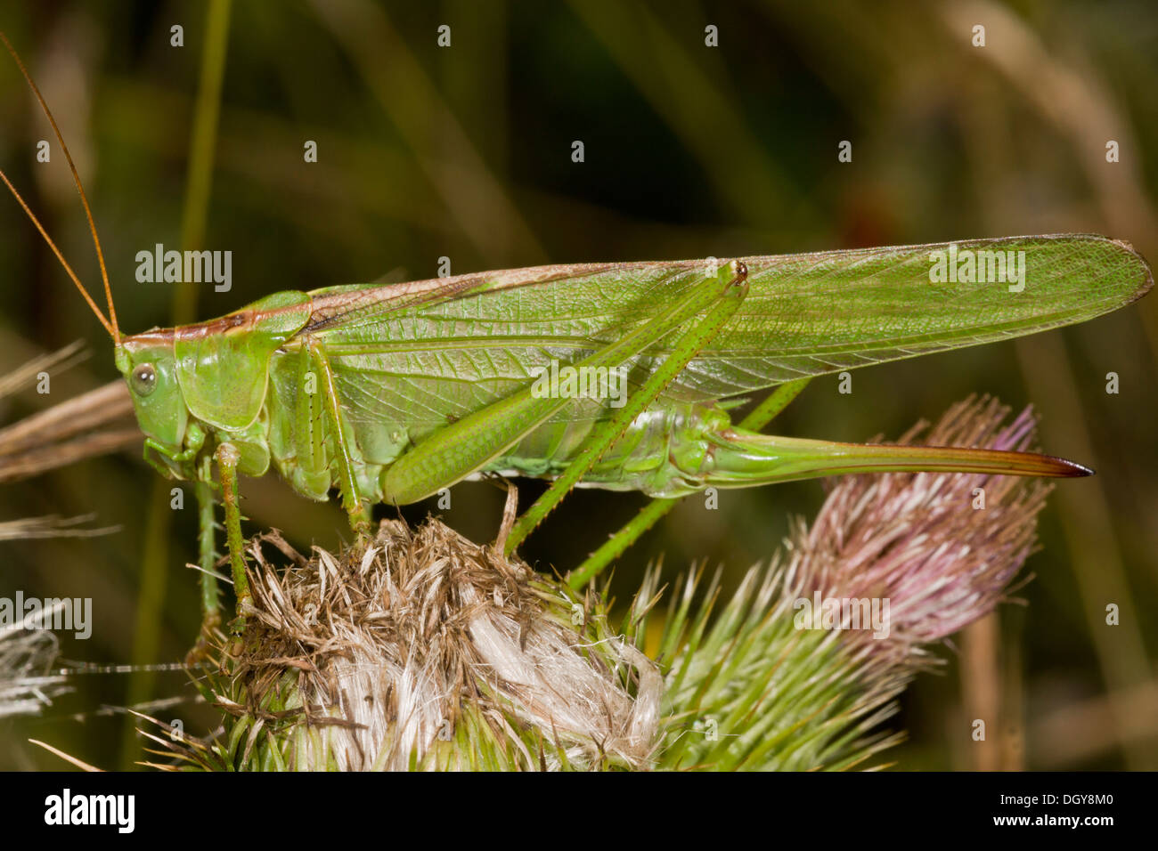 Female Great Green Bush-cricket, Tettigonia viridissima, showing long ovipositor. Stock Photo