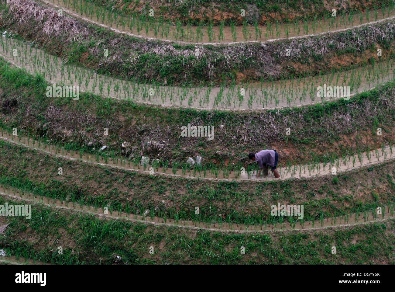 Terrace farming in china hi-res stock photography and images - Alamy