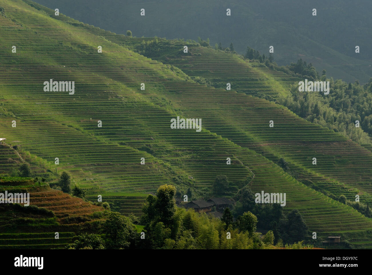 The world-famous rice terraces of Longji 'Backbone of the Dragon' or 'Vertebra of the Dragon' for paddy cultivation, Dazhai Stock Photo