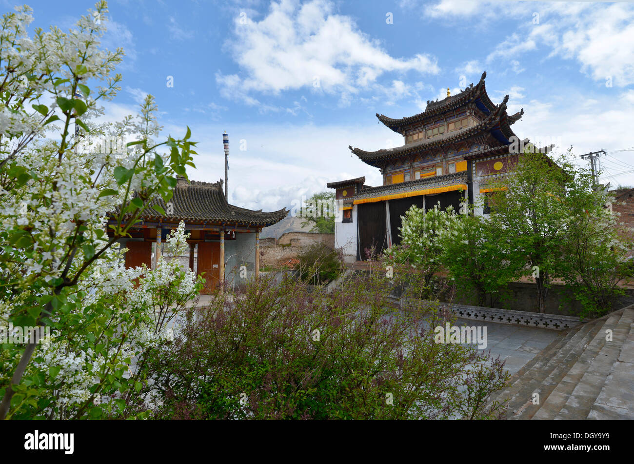 Lilacs in front of the monastery building built in the traditional architectural style, Tongren Monastery, Repkong, Qinghai Stock Photo