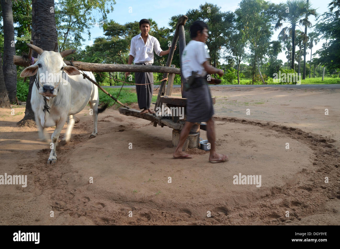 Two Burmese men in a Longyi or wrap-around skirt, and an ox which turns a simple stone mill for peanut oil production, Bagan Stock Photo