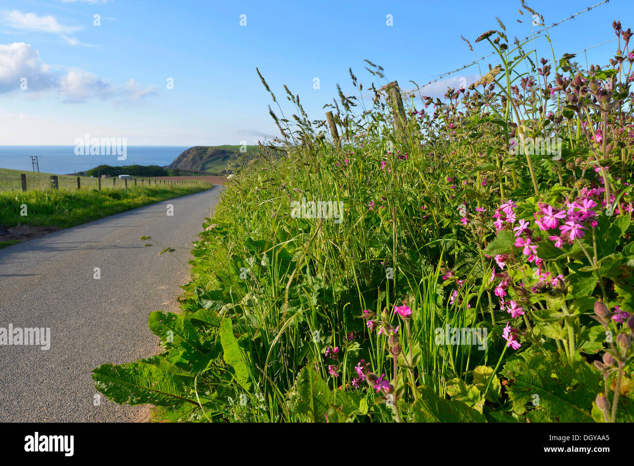 Scottish wildflowers hires stock photography and images Alamy