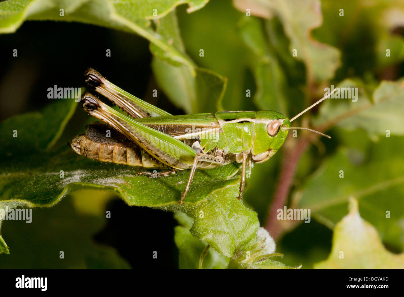 Female Stripe-winged Grasshopper, Stenobothrus lineatus, In dry grassland. Stock Photo