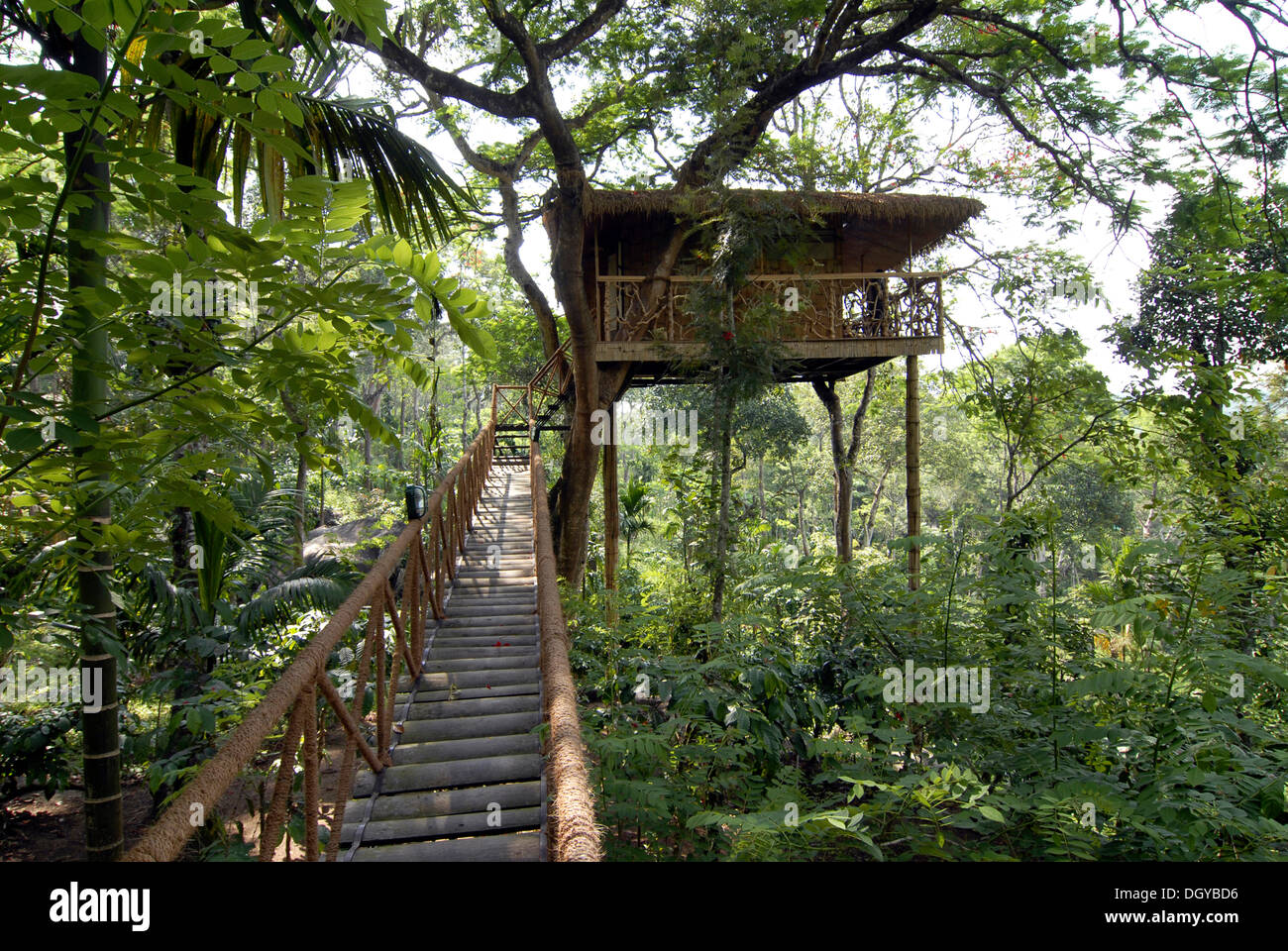 Forest Trips India Stock Photos Forest Trips India Stock - 