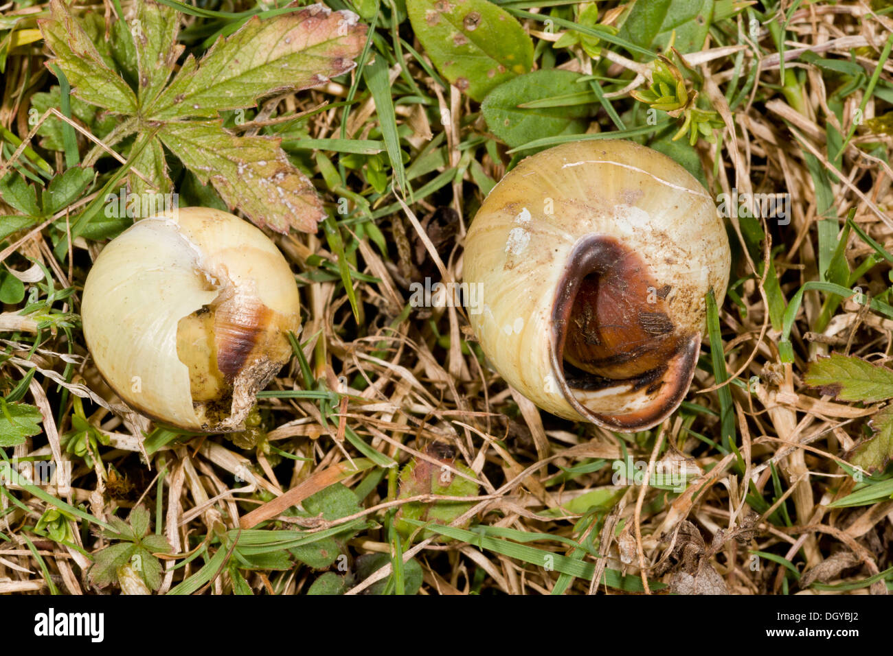 Worm snails hi-res stock photography and images - Alamy