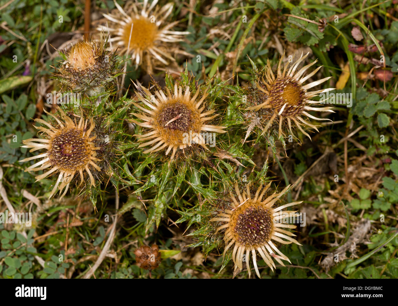 Carline Thistle, Carlina vulgaris in flower on chalk grassland, Hants