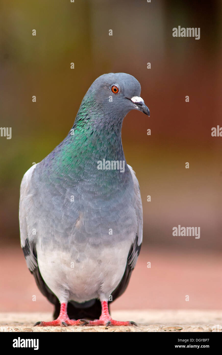 Pigeon in front view Stock Photo