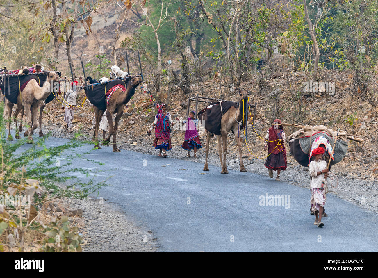 Nomadic caravan with camels in Mandu, Madhya Pradesh, North India, India, Asia Stock Photo