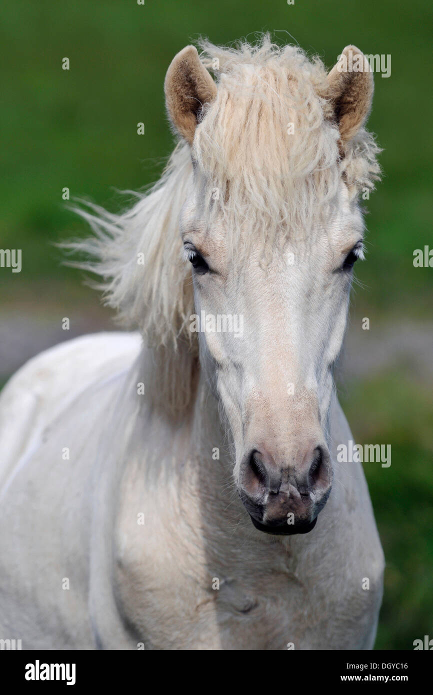 Icelandic horse (Equus ferus caballus), Snæfells peninsula, Iceland, Europe Stock Photo