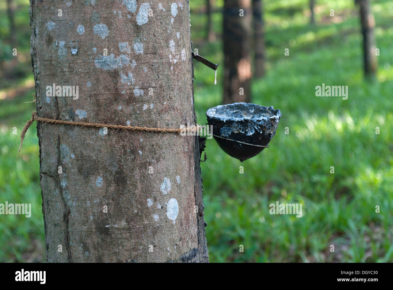 natural rubber production in india