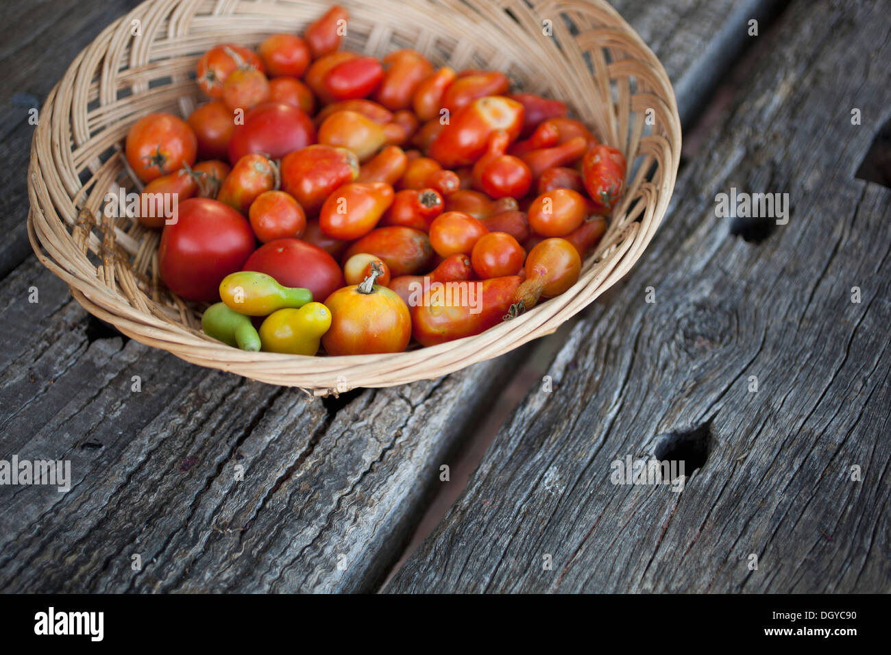 Basket of freshly picked tomatoes on old wooden table Stock Photo