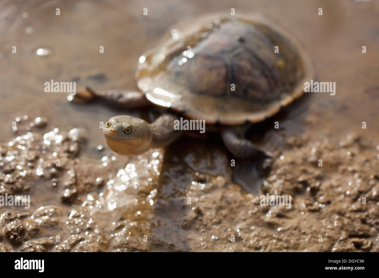 Long-necked turtle in mud at Heathcote, Victoria, Australia Stock Photo