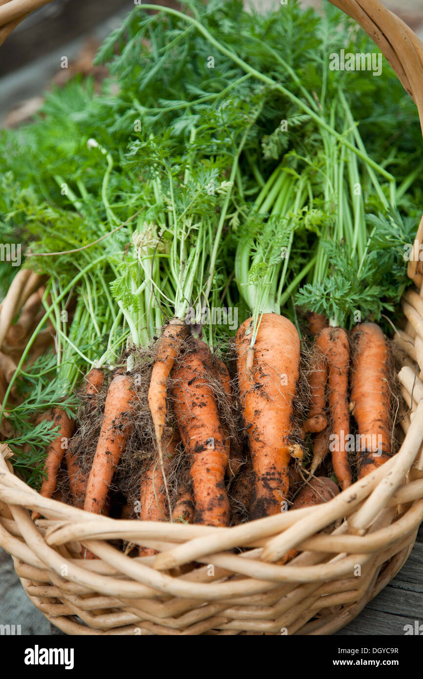 Bunch of freshly picked carrots in wicker basket Stock Photo