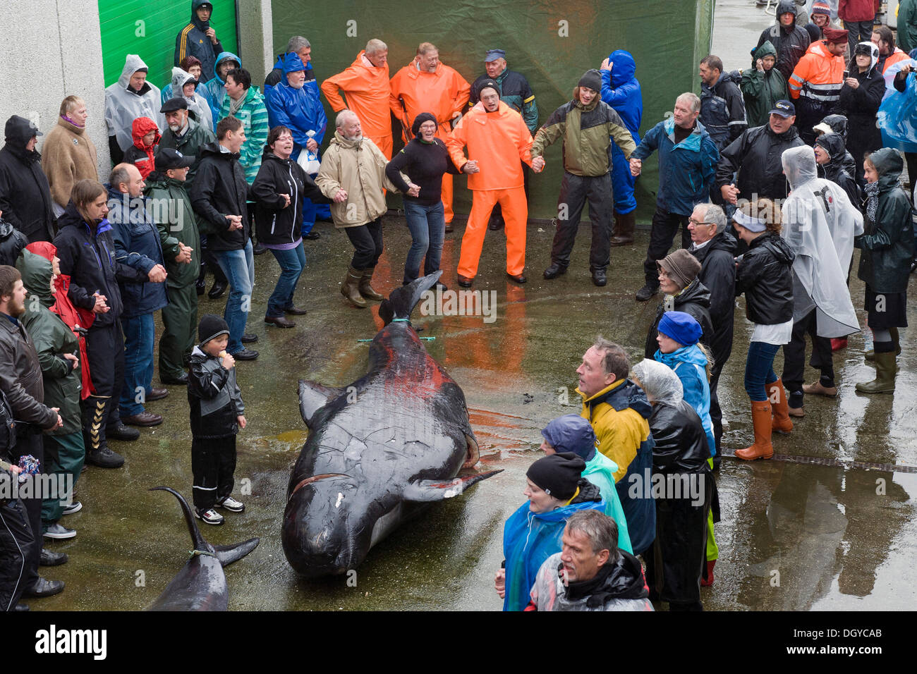 Traditional dance around a slain Long-finned Pilot Whale (Globicephala melas), Seaman's Day, Klaksvik, Borðoy, Faroe Islands Stock Photo