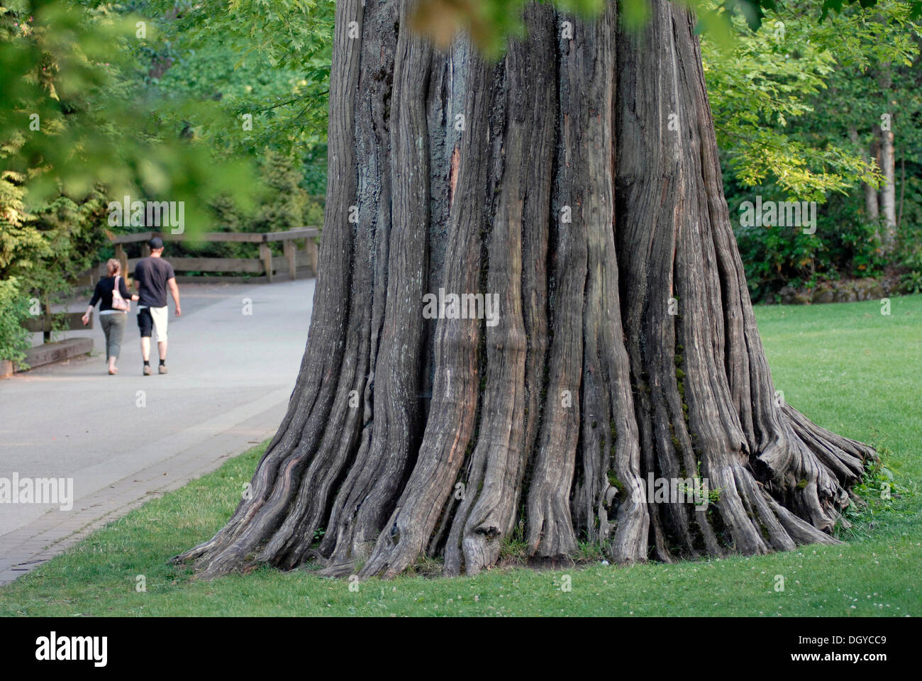 Trunk of an old cedar, Stanley Park, Vancouver, British Columbia, Canada, North America Stock Photo