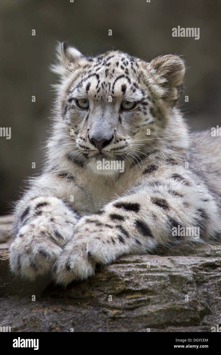 Snow Leopard cub, 6 months old Stock Photo