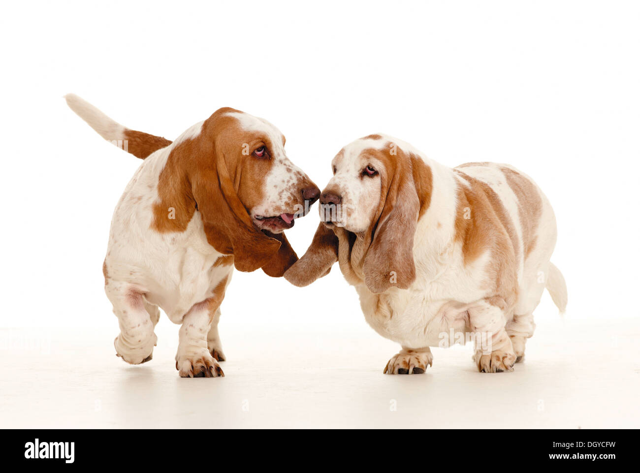 Basset Hound. Two adults nose to nose. Studio picture against a white