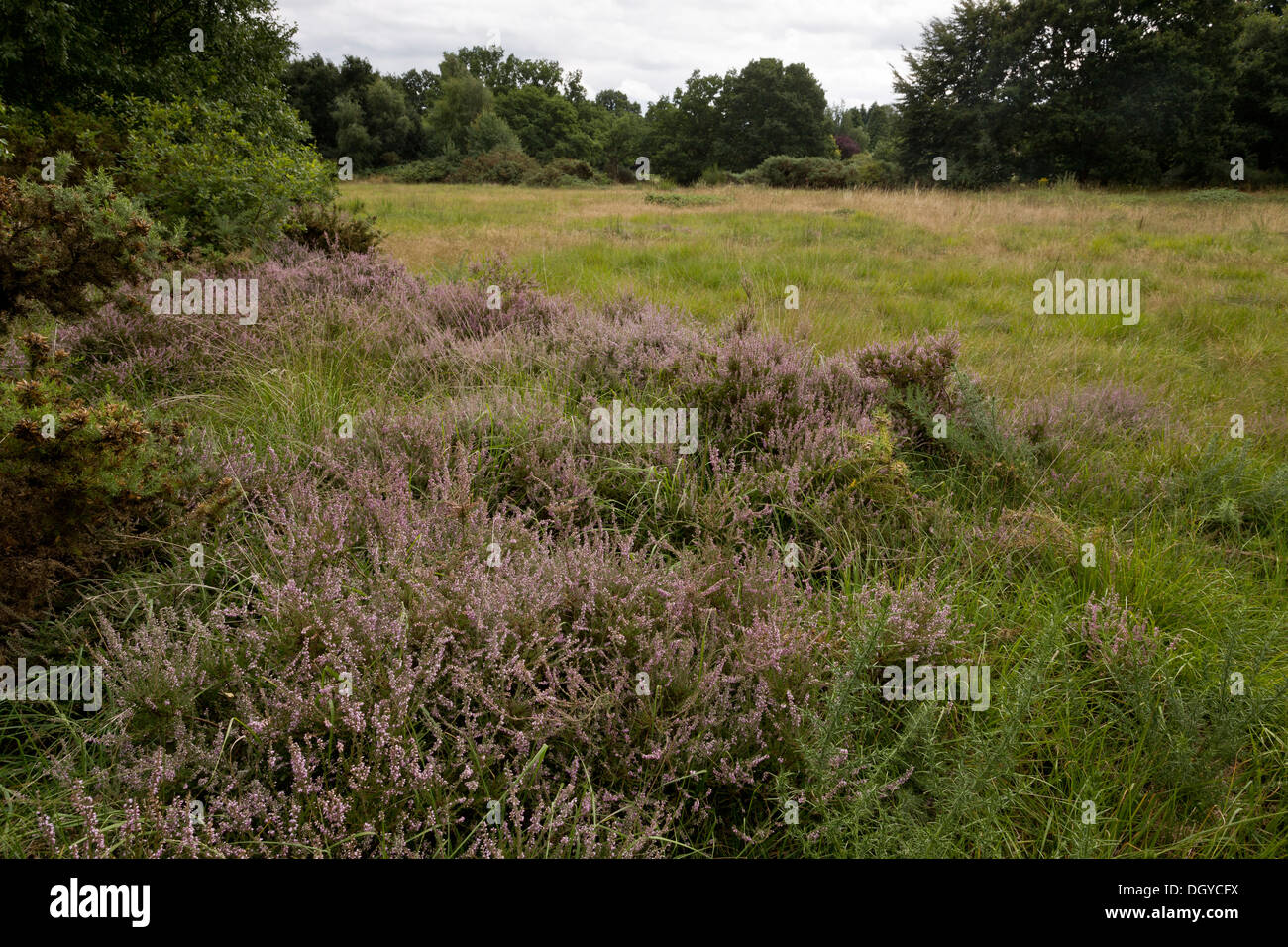 Heathy Village Green at Chobham, managed as part of Chobham Common National Nature Reserve, by Surrey Wildlife Trust, Surrey. Stock Photo