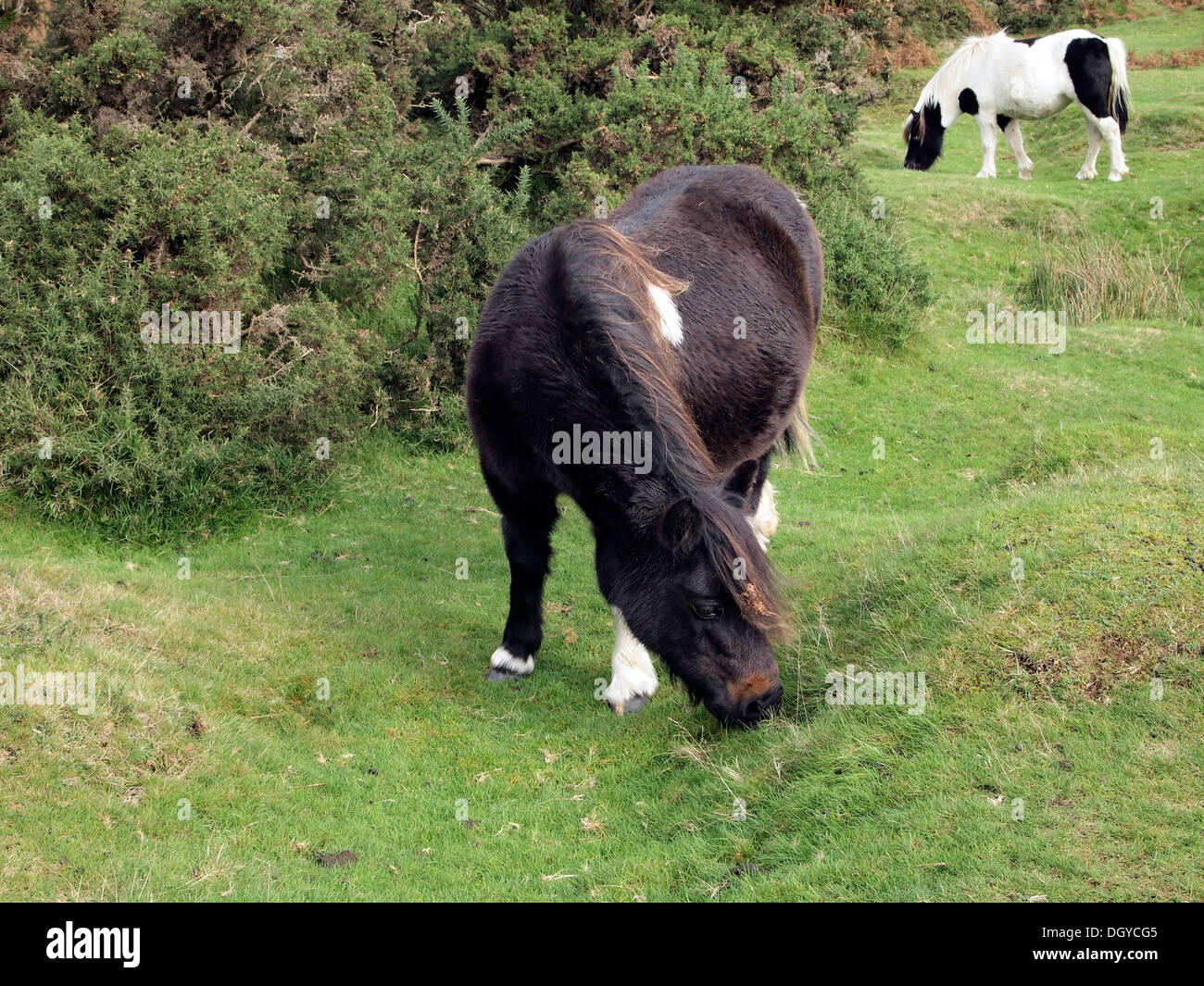 Dartmoor ponies grazing on common land on the banks of the River Lyd below Brat Tor near Lydford, Devon. Stock Photo