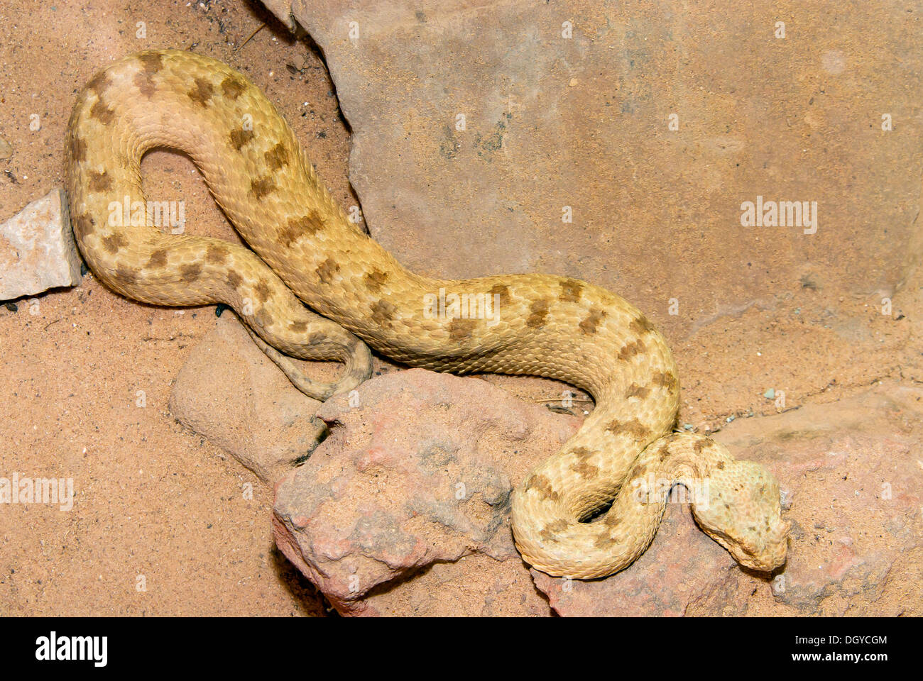 Pseudocerastes persicus fieldi , Venomous viper Snake Stock Photo