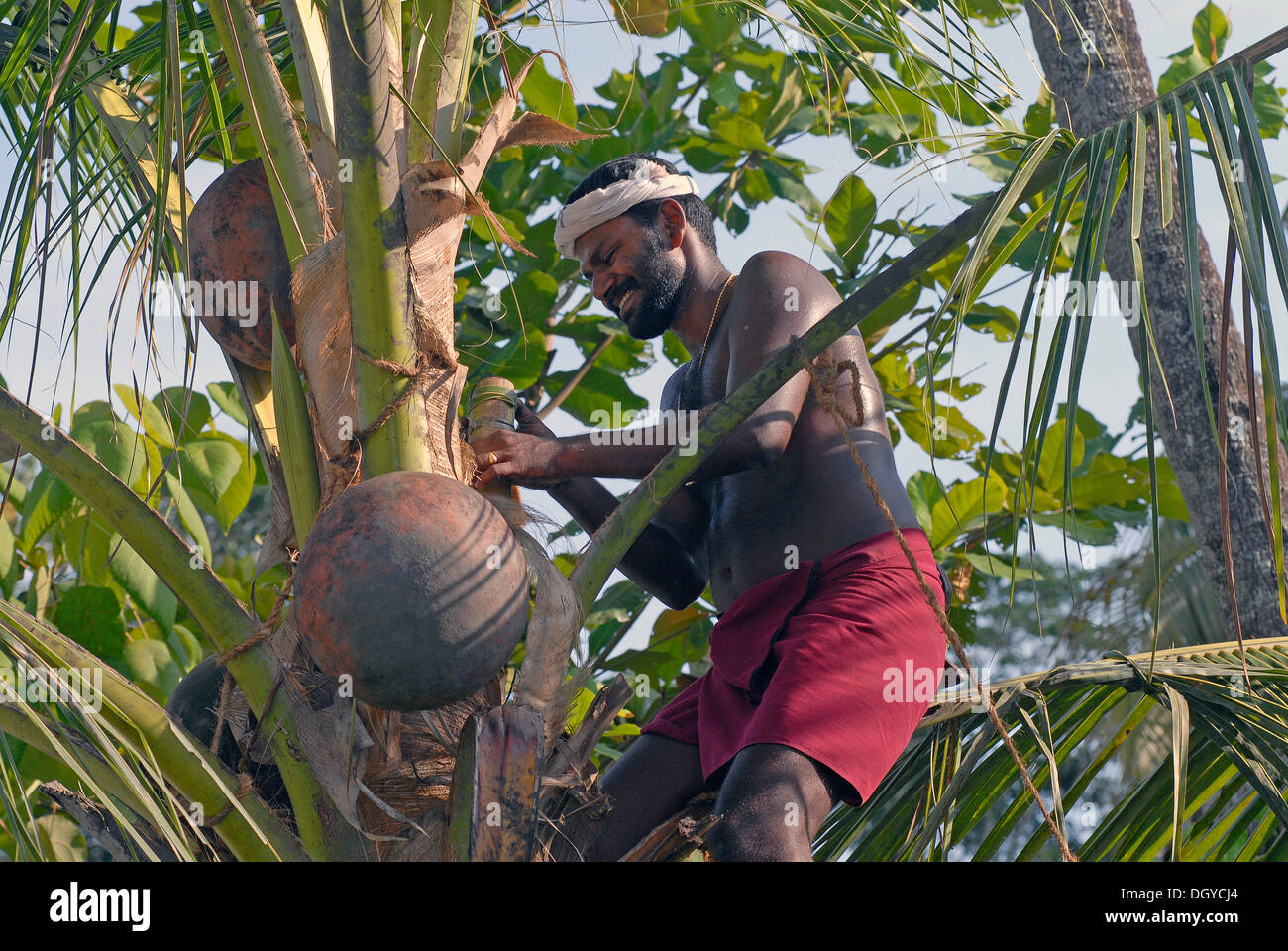 Toddy Tapper Palm Wine Or Toddy Extraction Vembanad Lake Kerala Toddy Tapper Palm Wine Or Toddy Extraction Vembanad Lake Kerala
