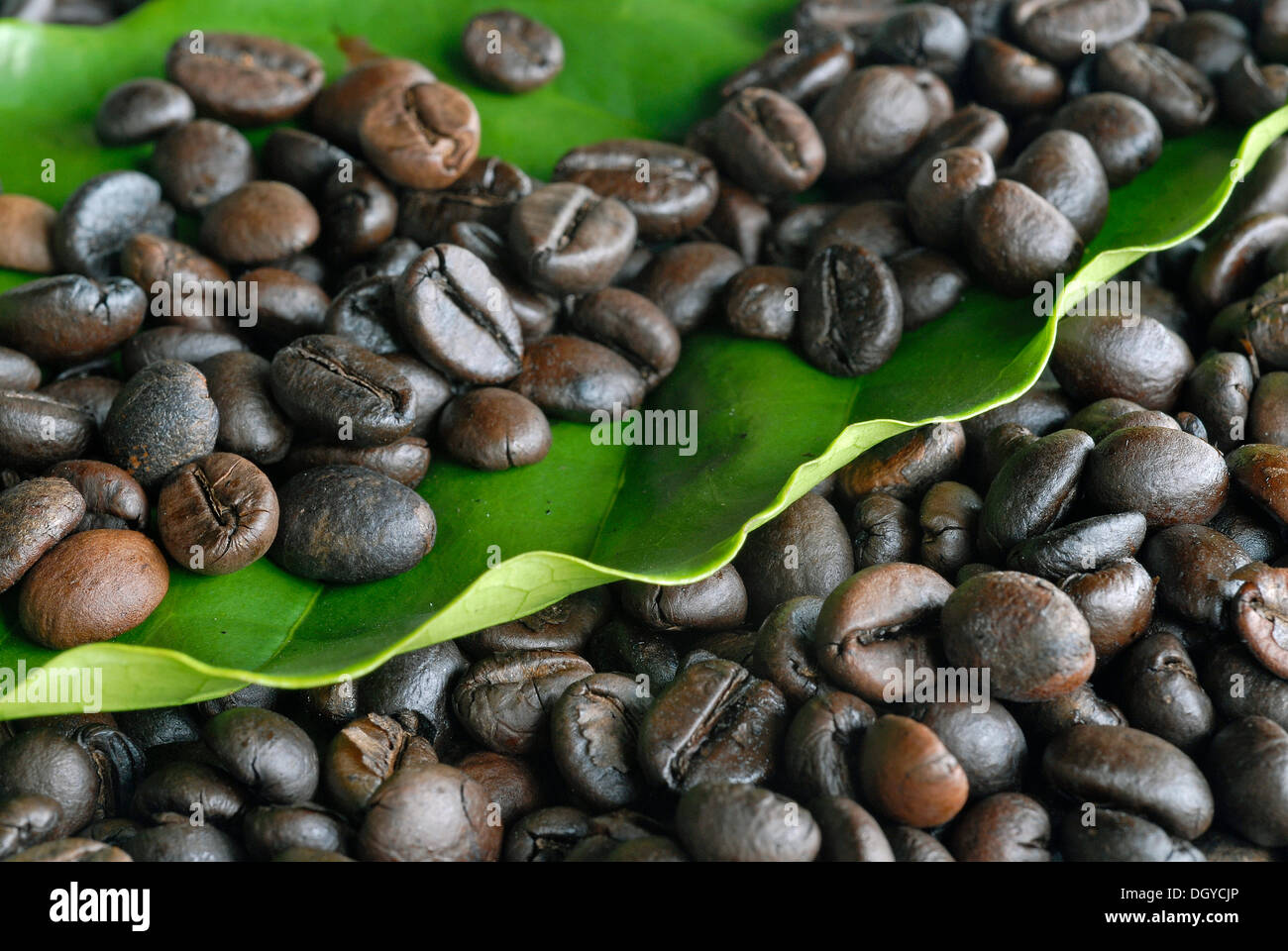 Coffee beans on leaf of the coffee plant, Idukki, Kerala, South India