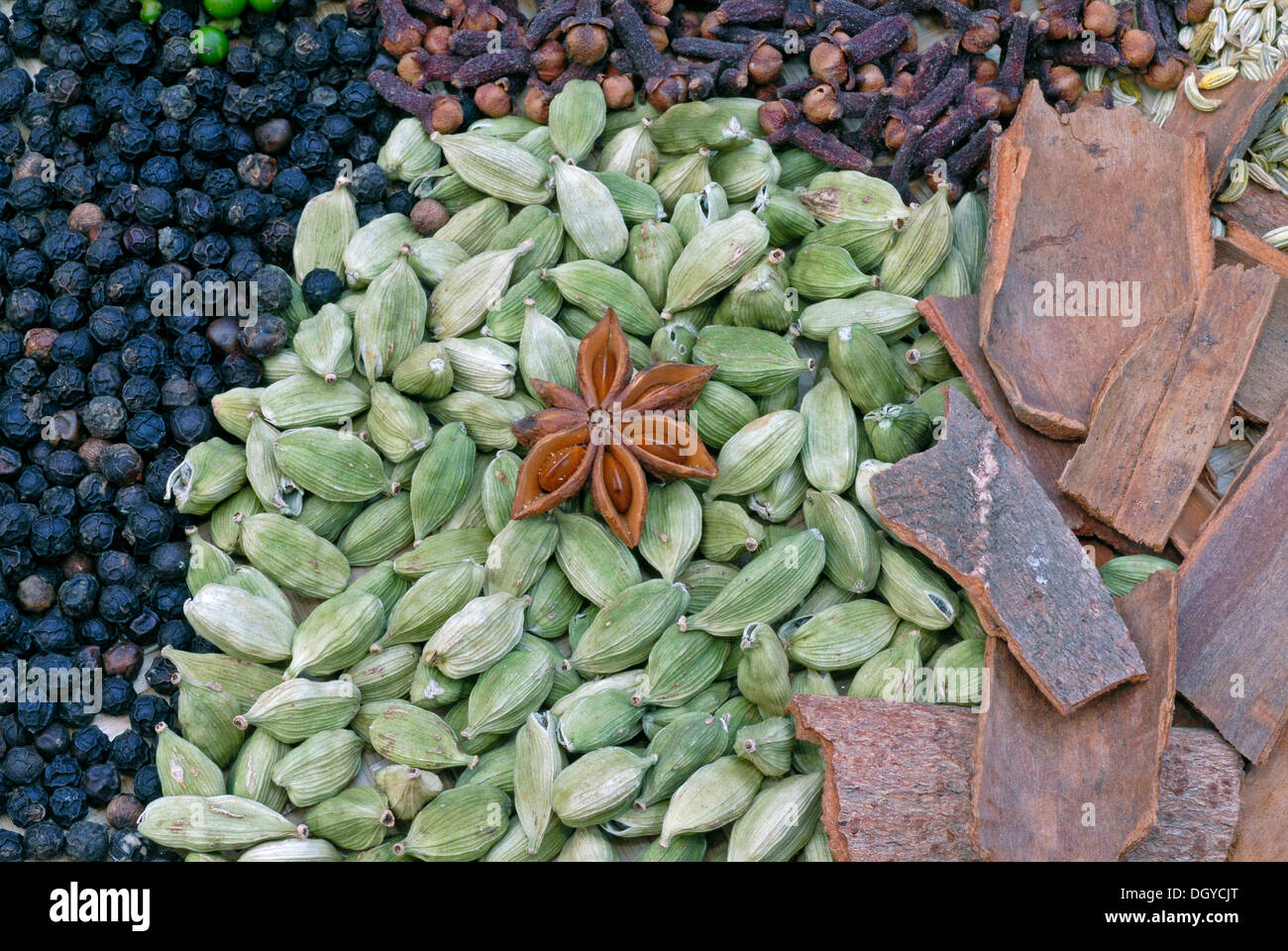 Kerala spices, including black pepper, cardamom, cinnamon, star anise and cloves, Thekkady, Kerala, South India, India Stock Photo