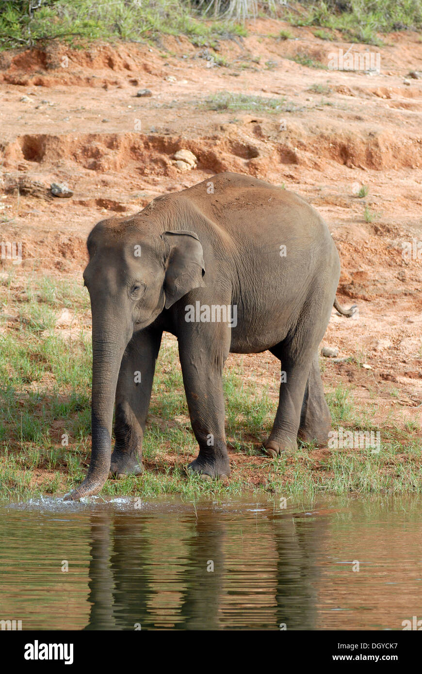 Asian elephant (Elephas maximus), Periyar Reservoir, Periyar National Park,  near Thekkady, Kerala, South India, India, Asia Stock Photo - Alamy