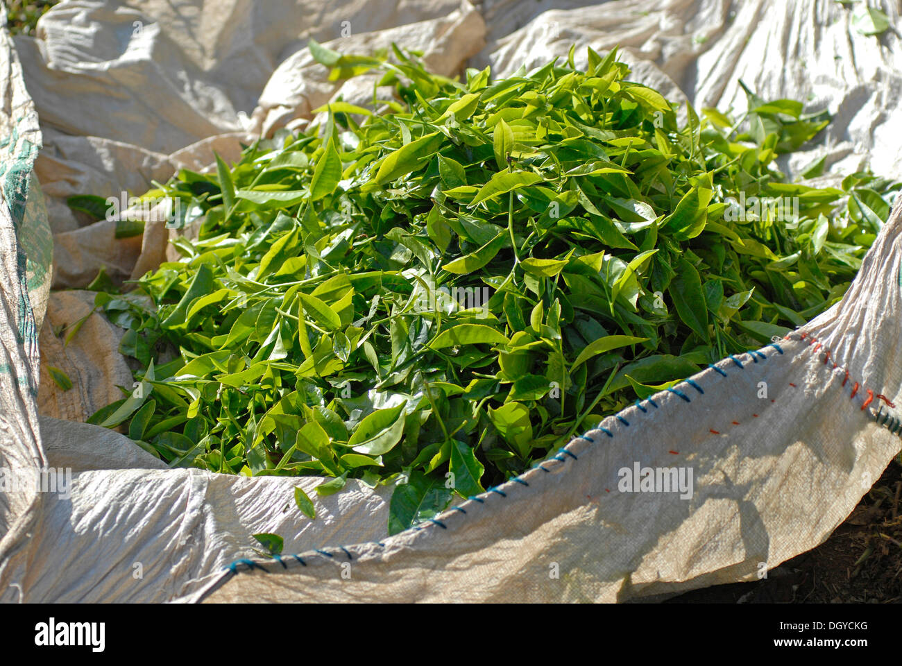 Freshly picked tea leaves, TATA tea plantation, near Munnar, Kerala, South India, India, Asia Stock Photo
