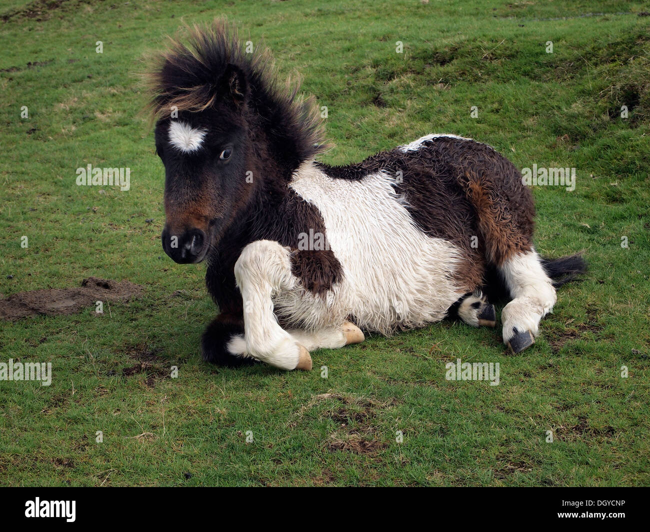 Dartmoor pony foal resting on common land on the banks of the River Lyd below Brat Tor near Lydford, Devon. Stock Photo