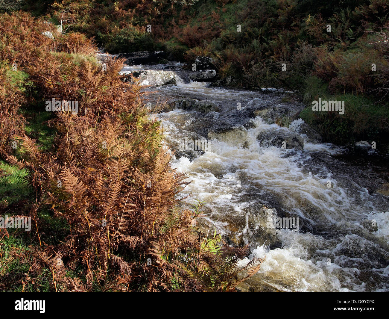 Upper course of the River Lyd below its source on Dartmoor. A typical moorland stream in its youthful stage after heavy rain. Stock Photo