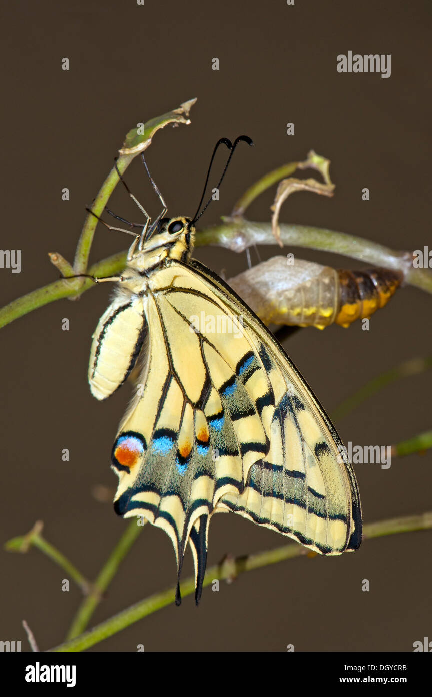 lachly butterfly mj infant