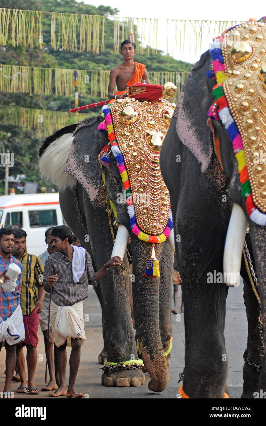 Elephants decorated with gold jewellery on the way to the temple, Hindu  Pooram festival, Thrissur, Kerala, southern India, Asia Stock Photo - Alamy