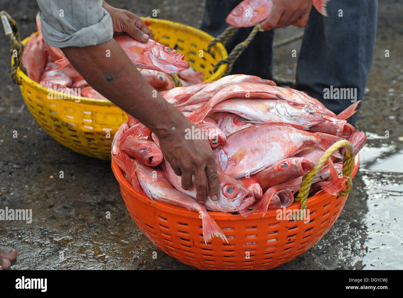 Freshly caught fish in a plastic basket, Beypore, Kerala, Malabar Coast, southern India, Asia Stock Photo
