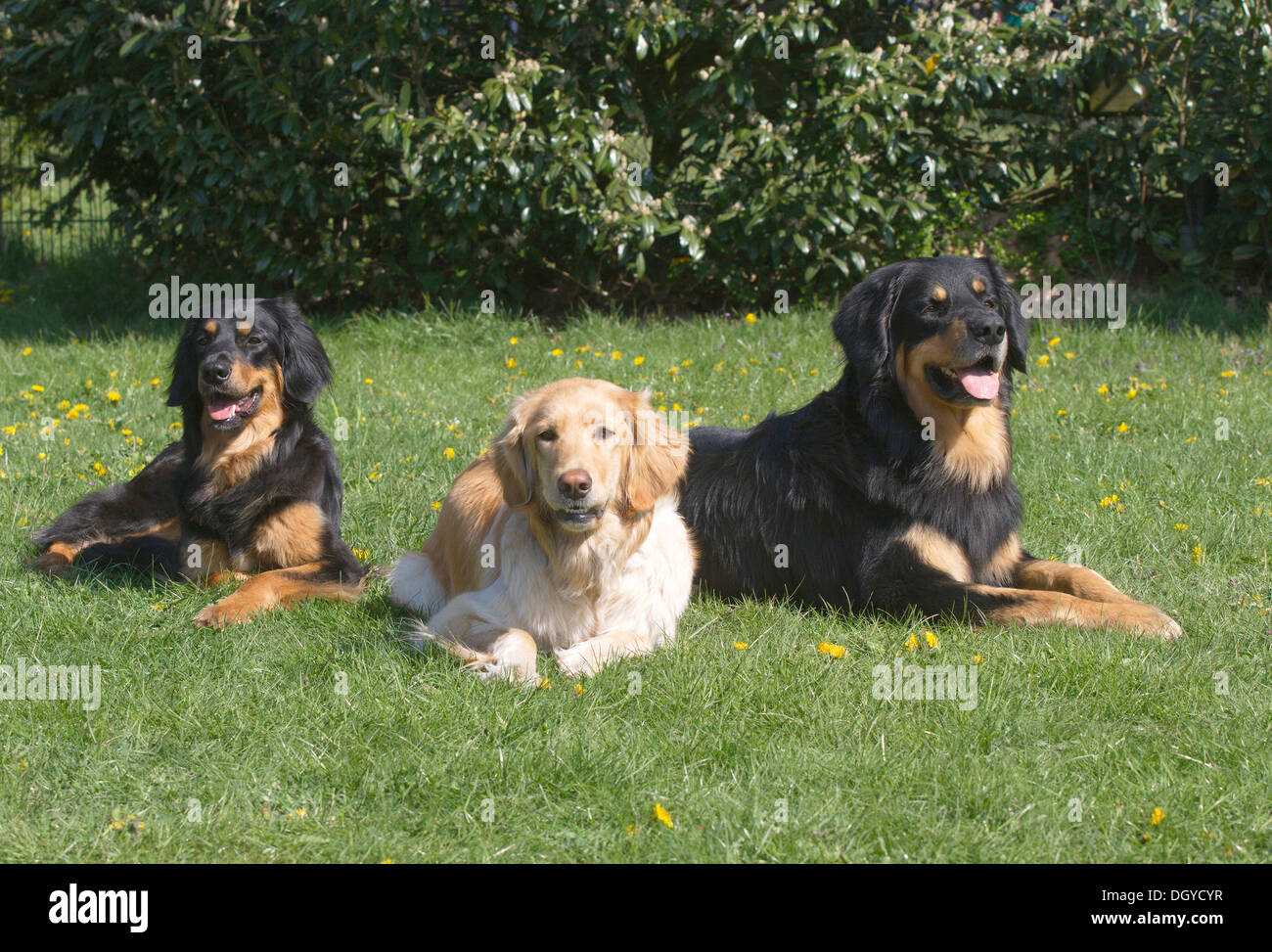 Hovawart. Three adult Black and gold and blonde) lying on a lawn Stock Photo