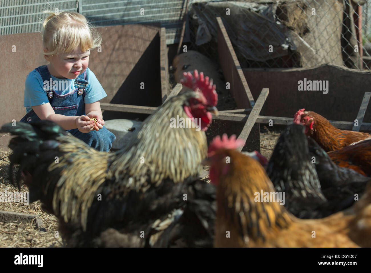 Farmer girl holding bird food to feed chickens in chicken coop Stock Photo