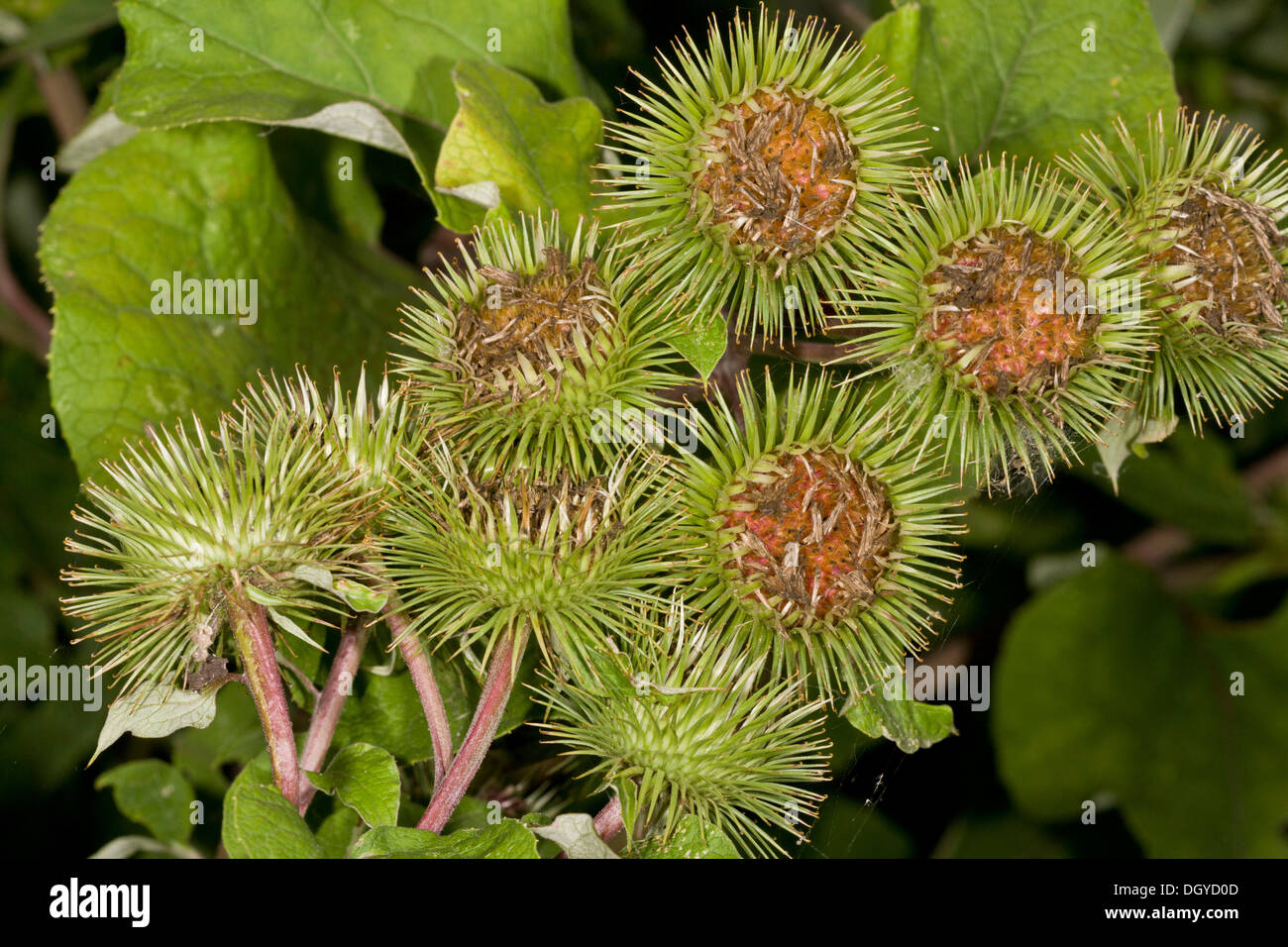 Greater Burdock, Arctium lappa in fruit. Stock Photo