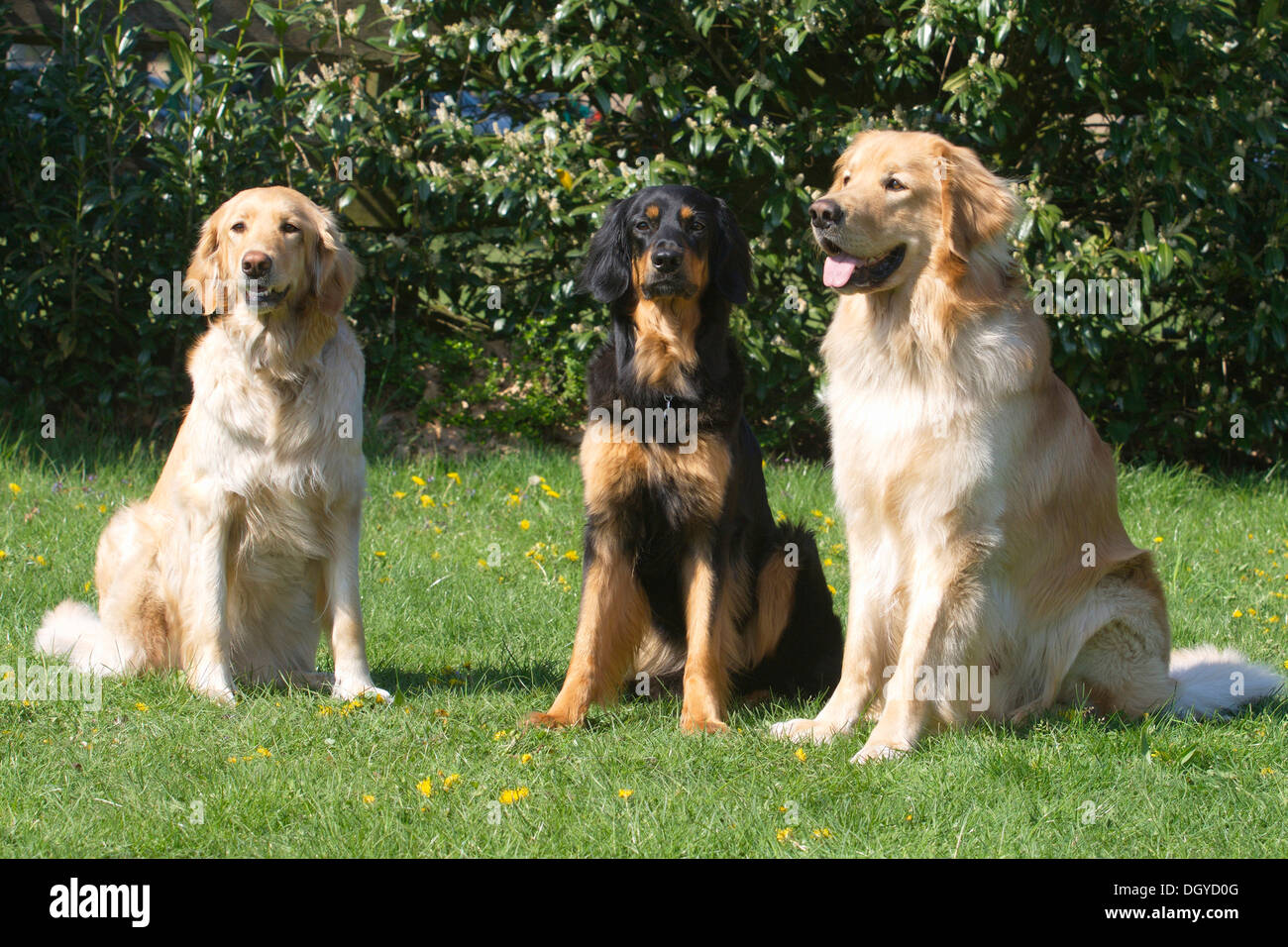 Hovawart. Three adults (black and gold and blonde) sitting on a lawn Stock Photo