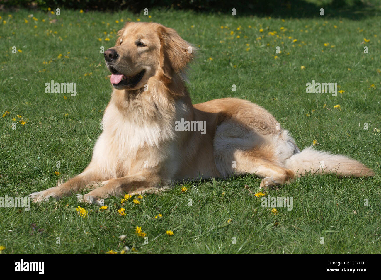 Hovawart. Blonde adult lying on a lawn Stock Photo