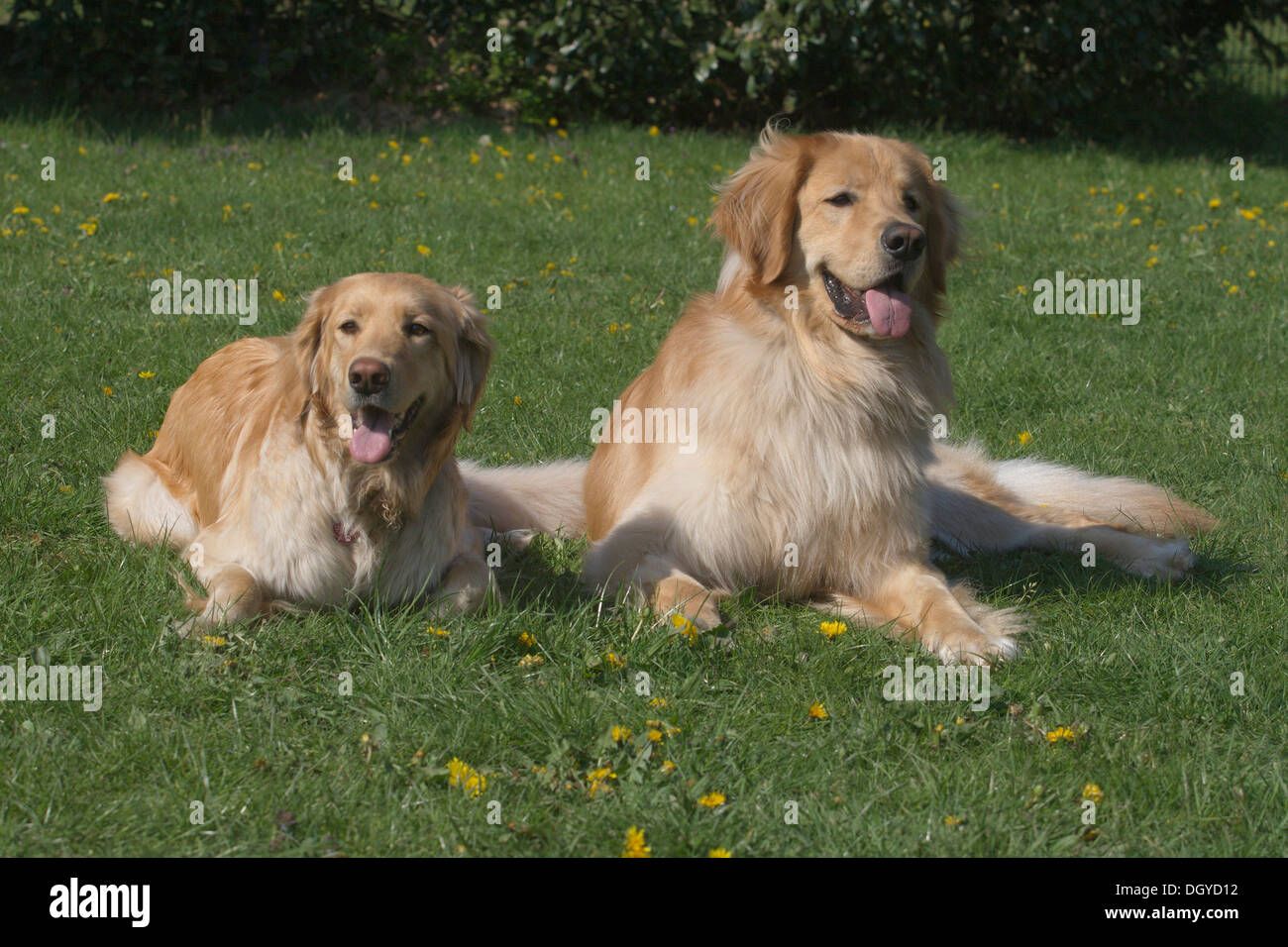Hovawart. Two blonde adults lying on a lawn Stock Photo